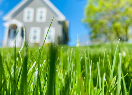 grass and house