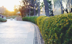 road and bush